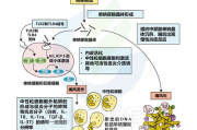 瘦身霜反弹问题解析-原因与预防措施