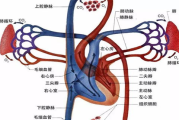 穿瘦身衣的危害与身体健康影响解析