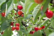 樱桃(cherry)官网,品牌优势与购物指南-全面了解樱桃(cherry)官网