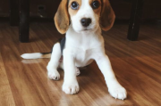 茶杯犬饲养指南-如何照顾迷你犬种