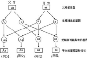 母亲和儿子的DNA差异与相似性-遗传学角度解析