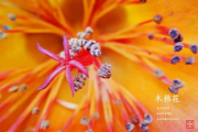 最新手机中文大全，掌握市场动态-选购指南解析