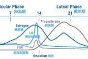 晚上人体分泌瘦身激素原理及优化策略-健康减肥新视角