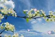 樱花草种植教学与高清观赏视频-免费在线观看与学习