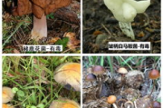 蘑菇影视，高清观影新体验-在线视频平台优势解析