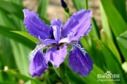 鸢尾花种植与鉴赏指南-探索美丽与寓意