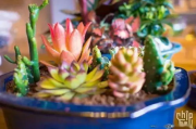 多肉植物养护攻略-疯批强制囚禁技巧解析