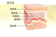 美容大王,护肤秘诀-美容护肤深度解析