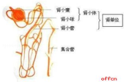 老中医瘦身汤配方揭秘与健康瘦身之道