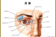横纹肌结构与功能解析-运动与健康关键因素