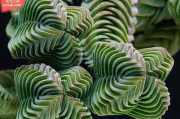 植物彩妆的优势与选购技巧-打造自然美妆解决方案