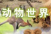 动物世界,探索自然奥秘的生物多样性解析