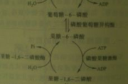 魔力瘦身糖,健康减肥新选择-效果与使用方法解析
