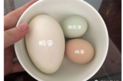 鸭蛋瘦身,营养与健康兼备的减肥利器-方法与原理解析