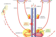 眼睛部位图解-详尽解析眼部结构及功能