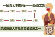 减肥瘦身药物选择与使用方法解析