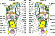 足底瘦身贴,轻松减肥新选择-使用方法与效果解析