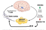 21天瘦身法与黄瓜鸡蛋饮食法-快速健康减肥策略解析