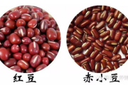 赤小豆瘦身,健康饮食解决方案解析