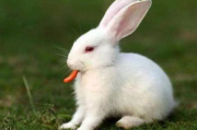 男朋友咬小兔子头，是否会发炎，专家解析