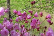 映山红种植技巧与文化寓意解析-观赏与实用指南