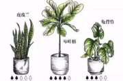 打造梦幻花园，揭秘园艺养护秘诀-我花园的秘密
