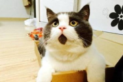 磁力猫最新版地址,下载与安装全攻略