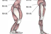 腿部瘦身手法视频教程-在家轻松塑造完美腿型