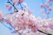 a樱花福利院入口,位置与访问指南-爱心探访全攻略