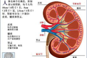 乙型肝炎病毒传播途径与预防措施-健康生活指南