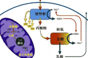 第5代减肥瘦身果,高效瘦身解决方案解析