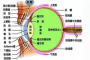 科学提升视力,看强解决方案解析-眼部护理全攻略
