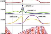 青少年荷尔蒙波动的影响与应对策略-青春期健康指南