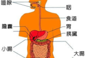 克罗恩病最常见的症状,全面解析与识别指南