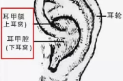 耳轮图片拍摄与优化技巧-提升社交媒体吸引力