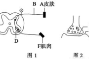瘦身针效果周期解析-影响因素与实际效果