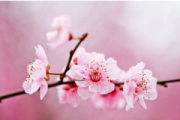 桃花降风水布局,传统智慧的现代应用-家居和谐之道解析