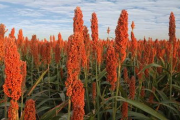 红高粱种植技术与营养价值解析-中国特色农作物深度探究
