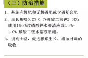 晚上吃苹果瘦身真相-营养专家解析