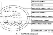 果蔬纤维素，天然的瘦身助手-瘦身减肥新策略解析