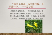 中草药瘦身茶，传统秘方-健康瘦身新选择
