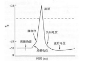 Tbs局部瘦身,专业方法解析-打造完美身材曲线
