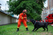 神犬奇兵,特殊任务犬的应用与训练解析
