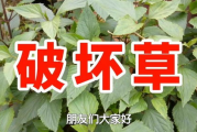 窈草瘦身,科学减肥新方法-全面解析与应用指南