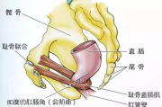 瘦身肌肉,打造健康体型-综合锻炼方案解析