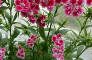 深入花心-花卉养护技巧与繁茂之道