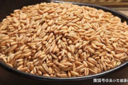 水果燕麦瘦身效果解析-健康饮食新选择