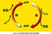 有氧减肥瘦身,科学方法与有效策略-实现健康体重的秘密