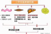 快速瘦身不反弹,科学方法与持久策略解析