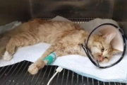 磁力猫使用指南-工作原理与性能优化策略